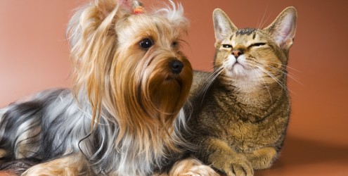 Doenças renais em cães e gatos - os sintomas e o tratamento