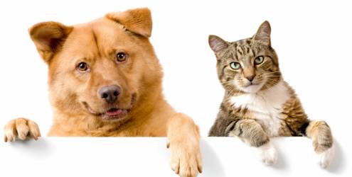 Conheça as doenças cardíacas mais comuns entre cães e gatos Conheça as doenças cardíacas mais comuns entre cães e gatos
