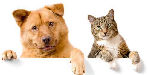 Conheça as doenças cardíacas mais comuns entre cães e gatos