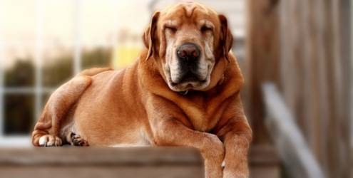 Cão idoso: saiba quais são os cuidados necessários Cão idoso: saiba quais são os cuidados necessários