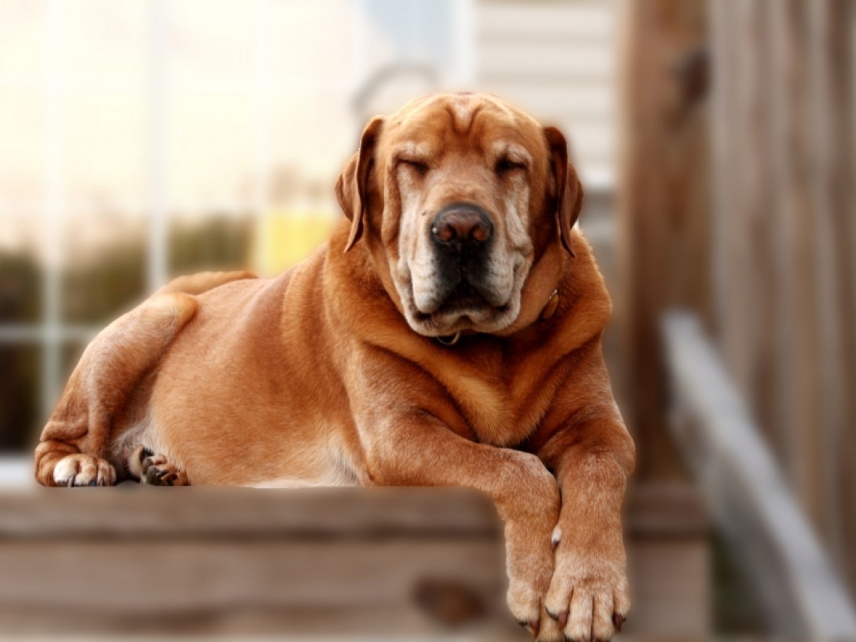 Cão idoso: saiba quais são os cuidados neces... | Veja Saúde