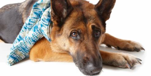 Como prevenir doenças respiratórias nos cães