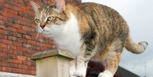 Gatos com problemas articulares: os cuidados necessários Gatos com problemas articulares: os cuidados necessários