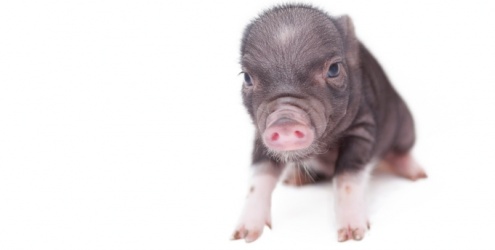 Minipig: o pequeno da família Minipig: o pequeno da família