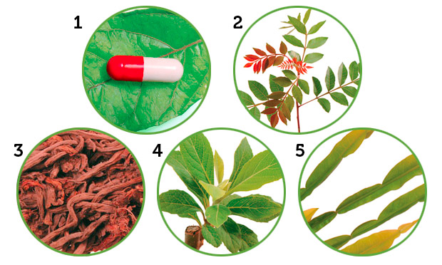 Conheça 10 plantas que curam