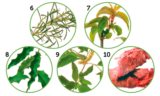 Conheça 10 plantas que curam Conheça 10 plantas que curam
