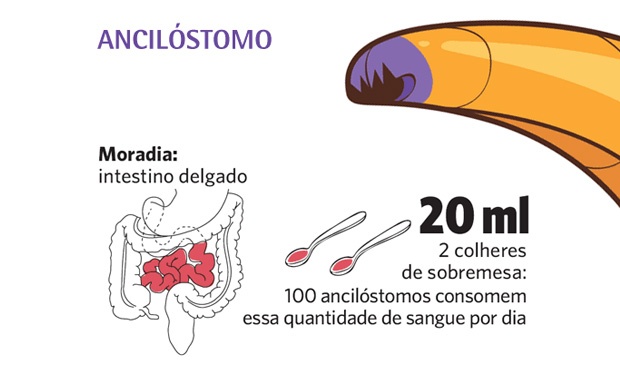 Quais são os vermes mais comuns no corpo humano?