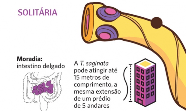 vermes em cocô humano