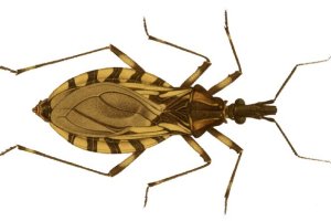 Chagas: o que é, sintomas e tratamento
