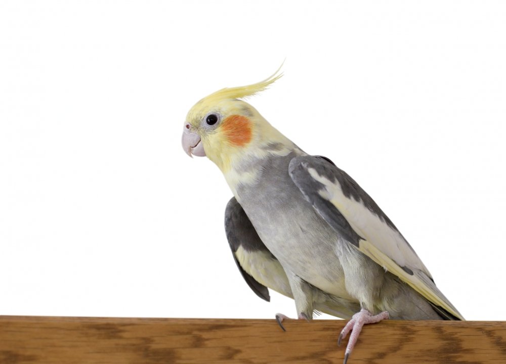 Calopsita – aprenda a lidar com esta ave | Veja Saúde