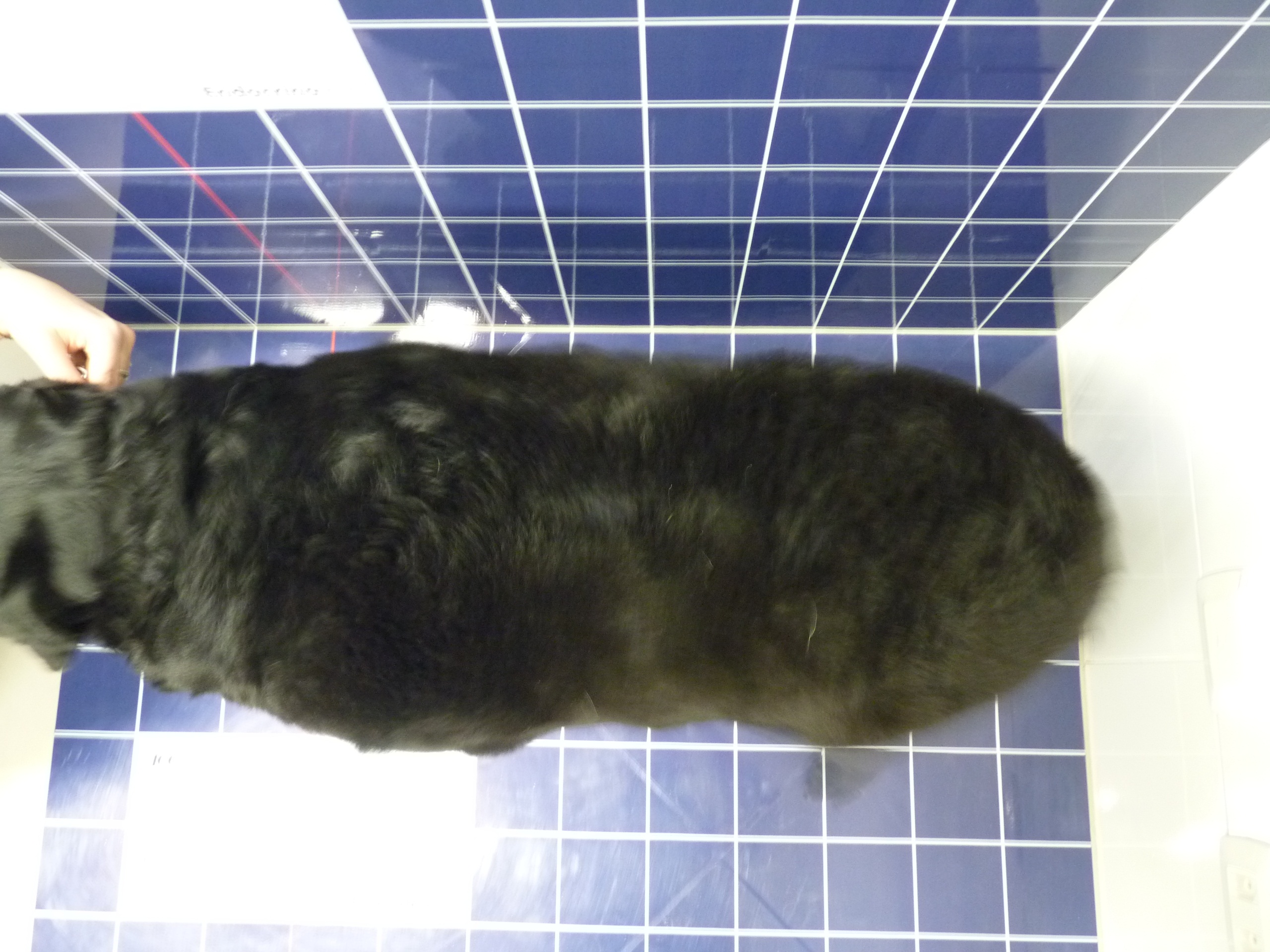 Endocrinovet