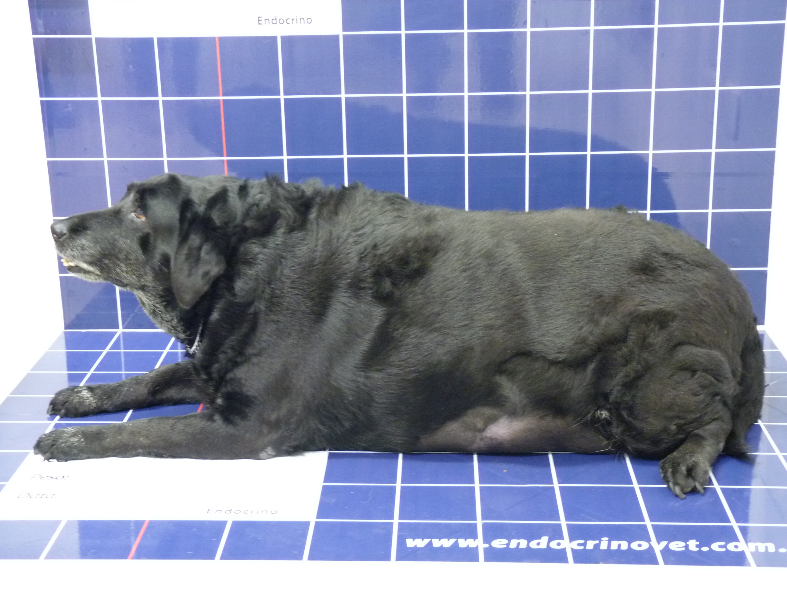 Endocrinovet