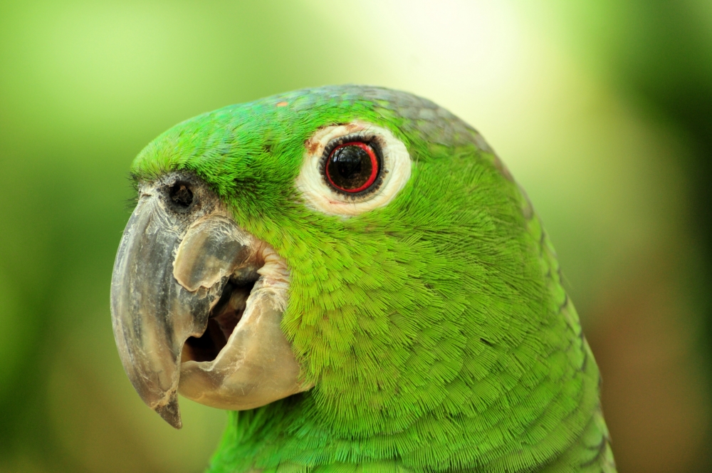Como deve ser a dieta do papagaio