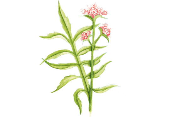 Valeriana