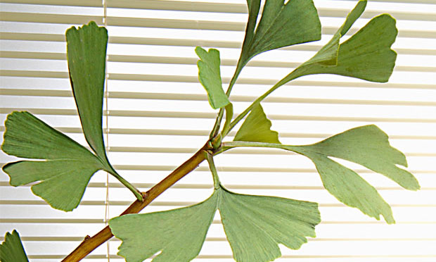 Ginkgo biloba tem poder Descubra os benef cios da planta Veja