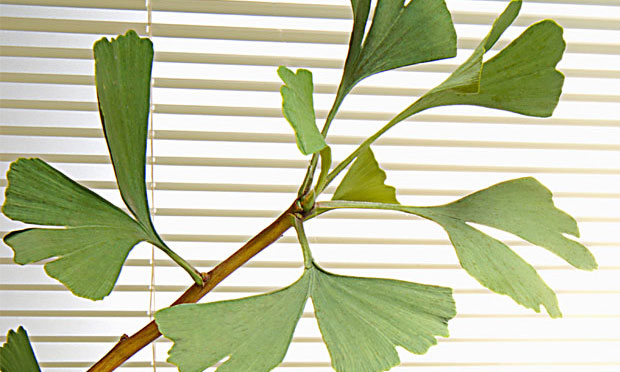A planta medicinal gingko biloba