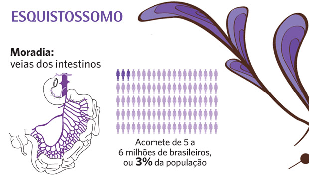 Esquistossomo Esquistossomo