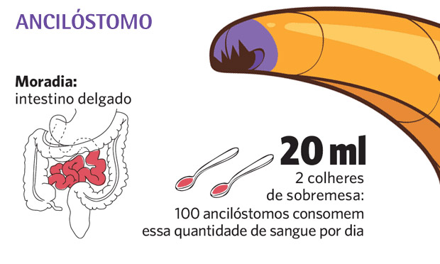 Ancilóstomo Ancilóstomo