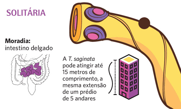 Solitária Solitária