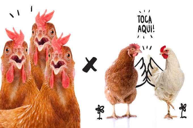 organique_galinha Procure intercalar a carne vermelha – mais rica em gordura – com o consumo de frango e peixe