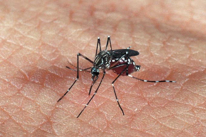 Zika vírus e Ministério da Saúde