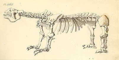 Ilustração de um megatério, criatura gigantesca que viveu há 20 mil anos, feita por James Parkinson para seu livro "Restos Orgânicos de um Mundo Antigo"