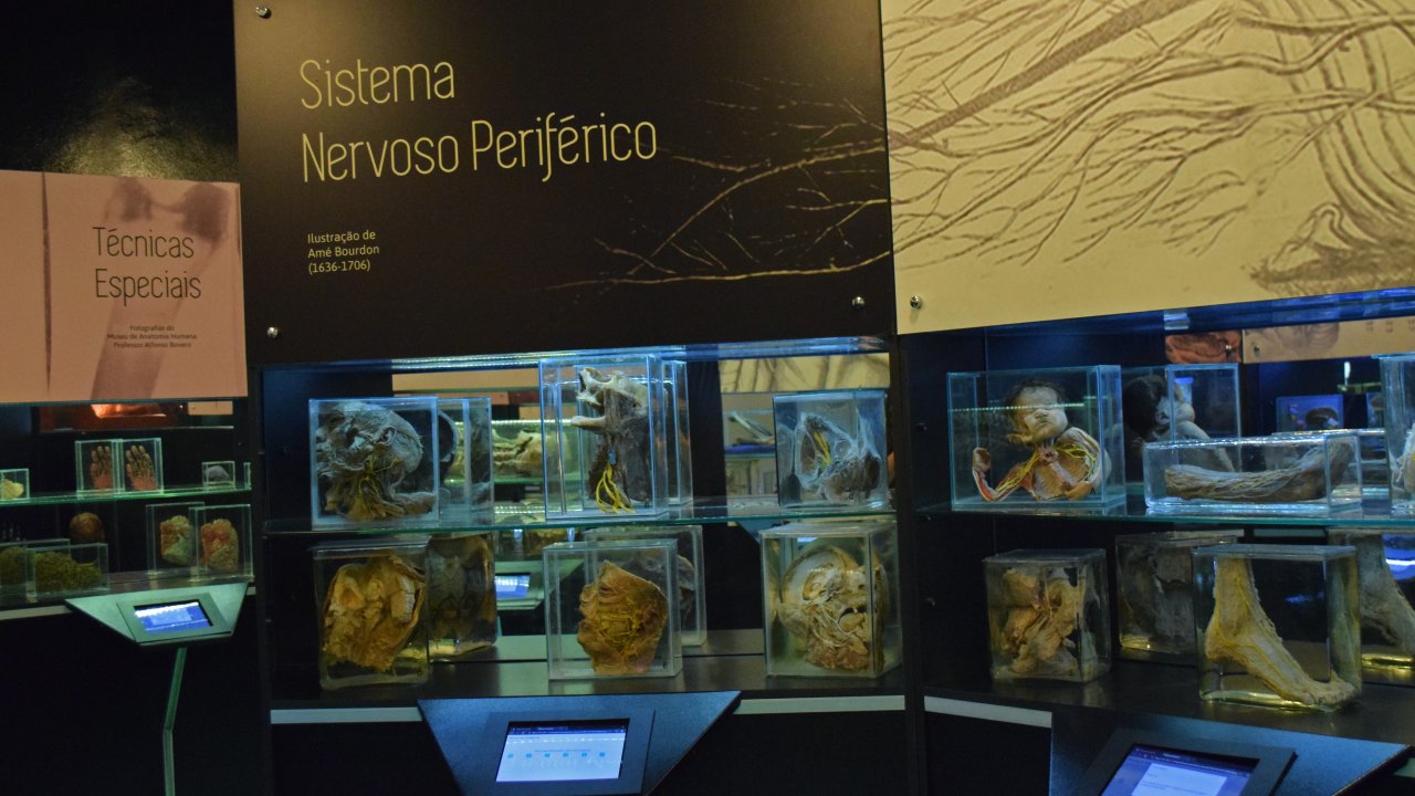 Museu de Anatomia Humana Alfonso Bovero