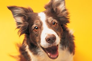 Hiperatividade canina: como identificar o problema?