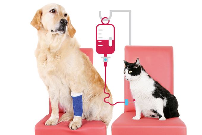 Animais também doam sangue | Veja Saúde