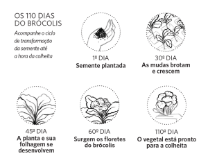 brocolis-info-02