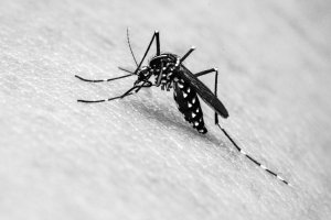 Aedes albopictus (Tigre Asiático) transmite febre amarela
