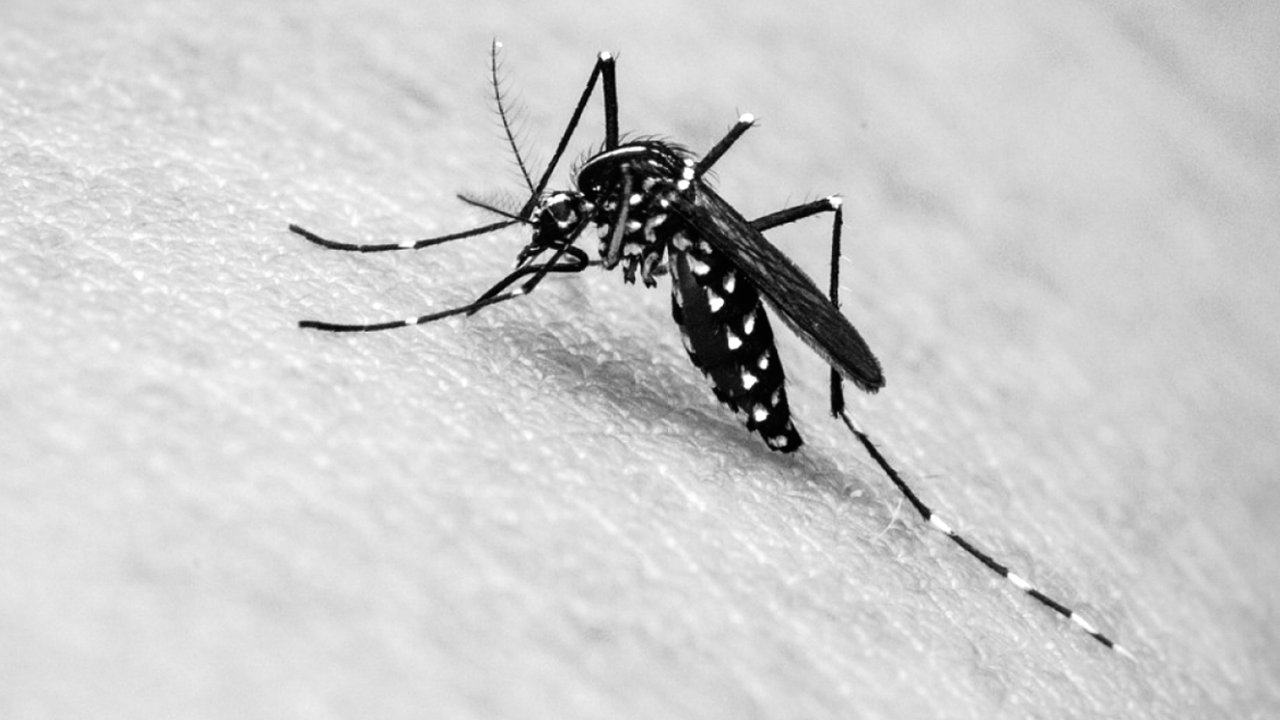 mosquito da dengue Aedes aegypti