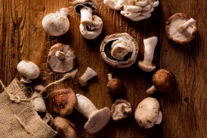 Cogumelos: como cultivar em casa