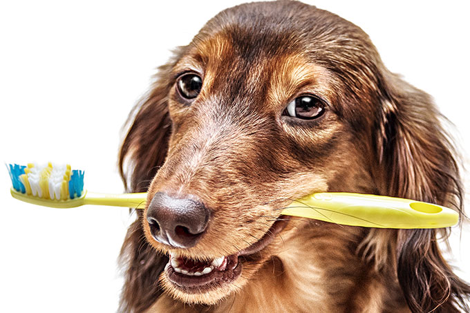 Cachorro deve escovar dentes | Veja Saúde