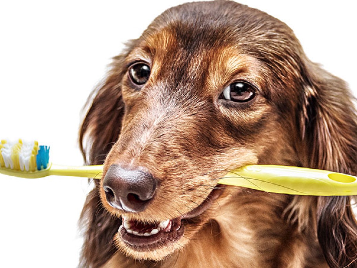 Cachorro deitado sendo escovado por uma pessoa