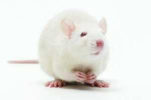 Dá pra criar remédios sem pesquisas em animais?