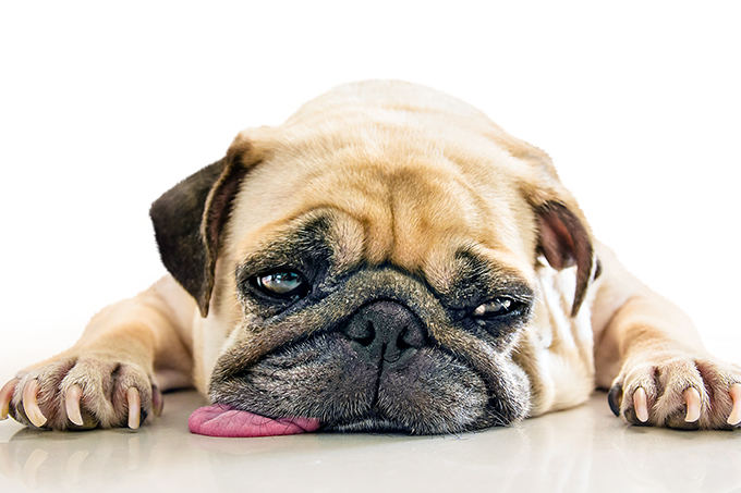 tratamento para problemas de coração em cachorro