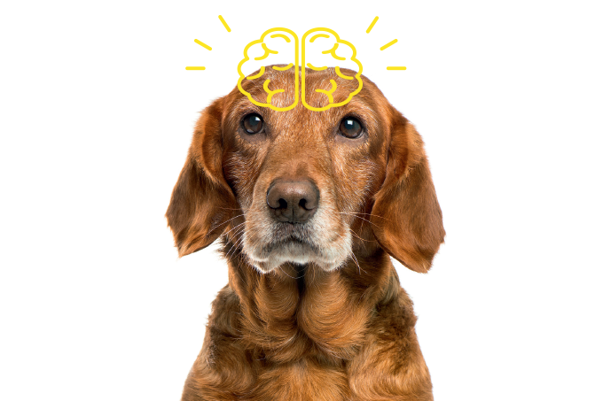 Alzheimer em cachorro