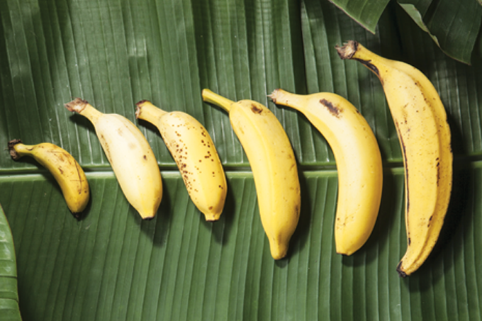 qual banana é mais nutritiva