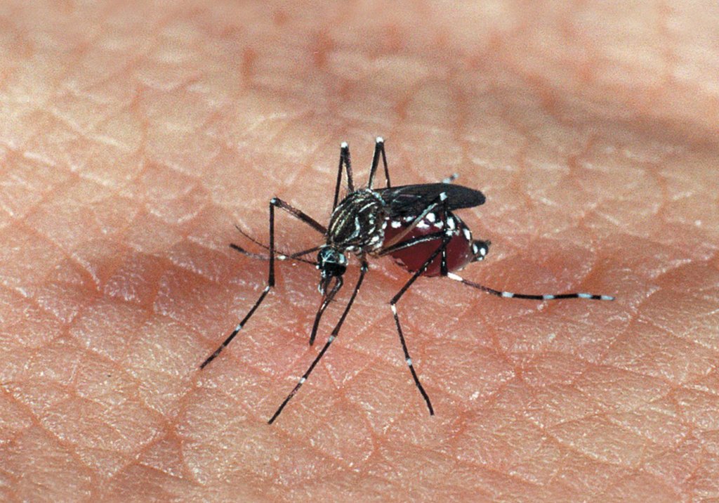 o que é dengue hemorrágica?