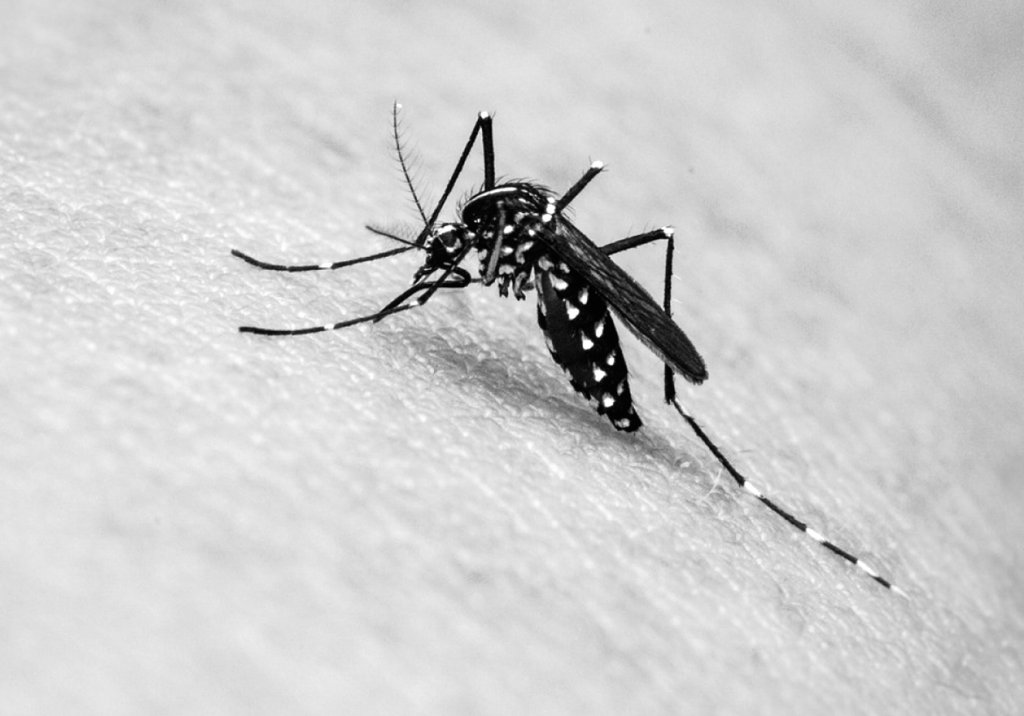 dengue tipo 2 em araraquara e são paulo