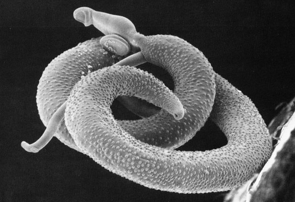 Paraziták schistosoma mansoni A férgek tablettáinak mellékhatása