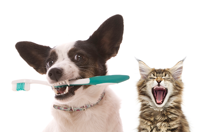 ração protege saúde bucal de cães e gatos