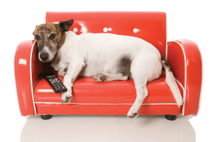 Canal de TV para cães auxiliaria a amenizar ansiedade