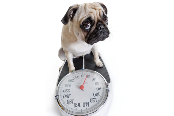 Como emagrecer o pet do jeito certo