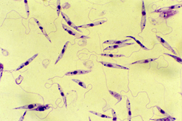 A tartós leishmania-fertőzés immunizál - Leishmaniasis paraziták