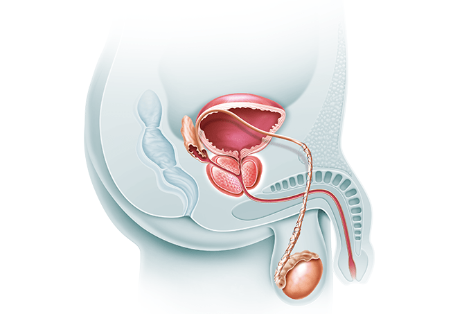 para que serve a prostata e onda fica