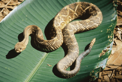 picada de cobra