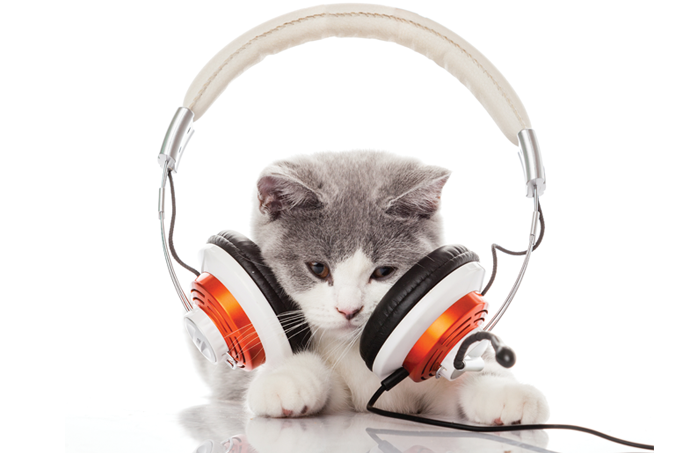 Звук котов которые хотят. Звук кошки. Cat звук картинка. Кот с шумом. Звук кота WAV.