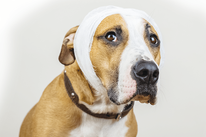 Crimes contra animais aumentam na quarentena